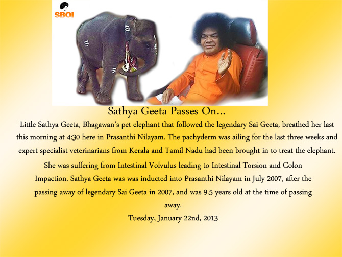 sathya-geeta-gita-sai-babas-new-elephant-dies-in-puttaparthi-22-01-2013